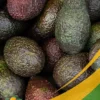 Hass Avocado - 25Lb Box