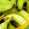 Green Banana - 25Lb Box