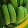 Green Banana - 25Lb Box
