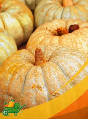 Pumpkin - 1Lb