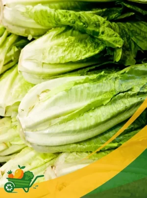 Romaine Lettuce - 25Lb Box