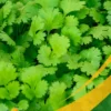 Cilantro - 1Lb