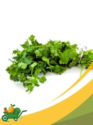 Cilantro - 1Lb