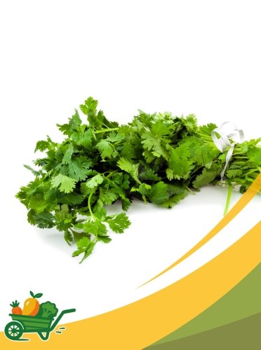 Cilantro - 1Lb
