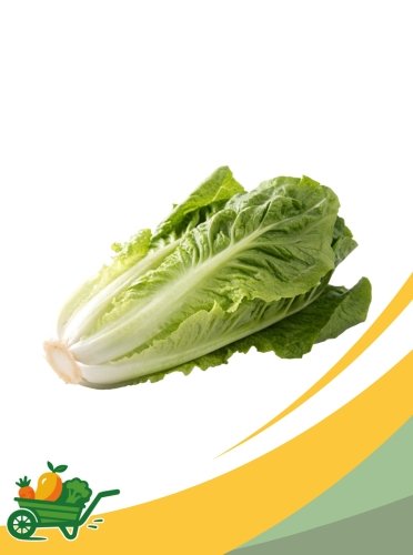Romaine Lettuce - 25Lb Box