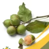 Spanish lime - 25Lb Box