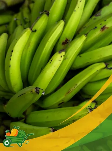 Green Plantain - 25Lb Box