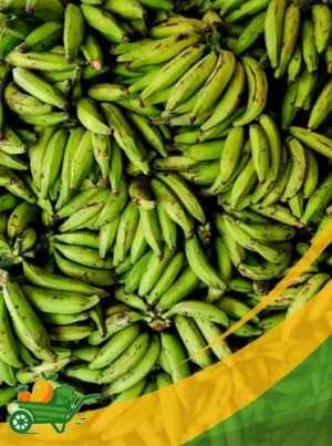 Green Plantain - 25Lb Box