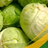 Green Cabbage - 50Lb Box