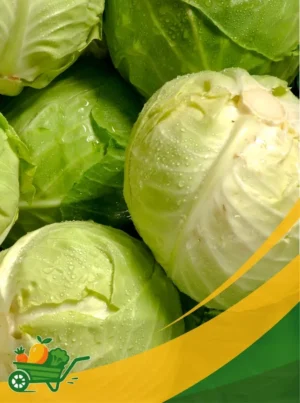 Green Cabbage - 50Lb Box