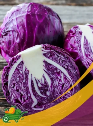 Red Cabbage - 25Lb Box