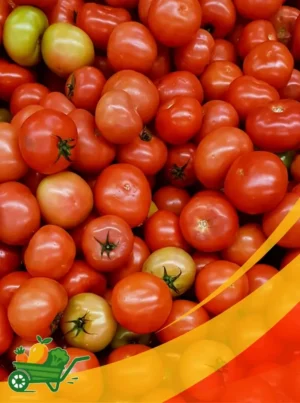 Fresh Tomatoes - 25 lb Box