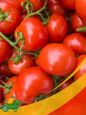 Round Tomatoes - 25Lb Box