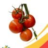 Round Tomatoes - 25Lb Box
