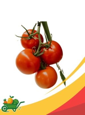 Round Tomatoes - 25Lb Box