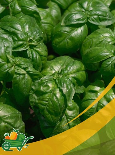 Basil Microgreens- 8 Oz