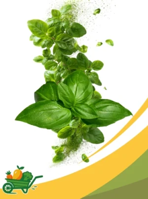 Basil Microgreens- 8 Oz