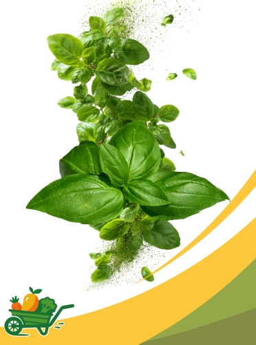 Basil Microgreens- 8 Oz