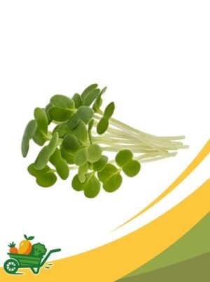 Micro Arugula Micro Arugula 8OZ