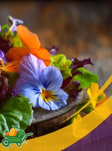 Micro Flores Comestibles1 Edible Micro Flowers - 8OZ