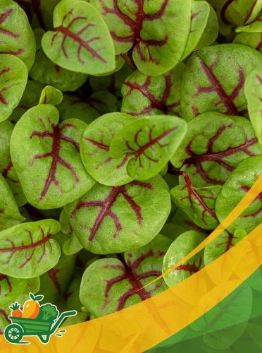 Micro Hearts on Fire (Acedera) - 8 Oz