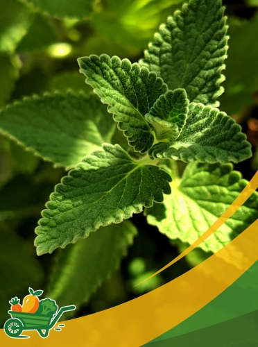 Mint Microgreens - 6 OZ