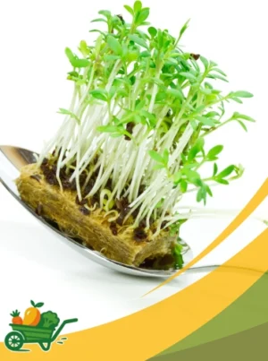 Micro Afilia (Pea Tendrils) - 8 OZ