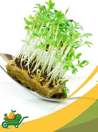 Micro Afilia (Pea Tendrils) - 8 OZ