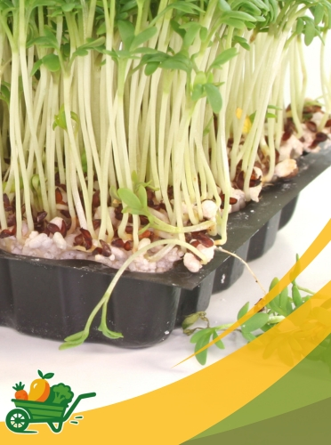 Micro Afilia (Pea Tendrils) - 8 OZ