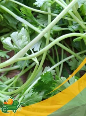 Cilantro Microgreens - 6 OZ