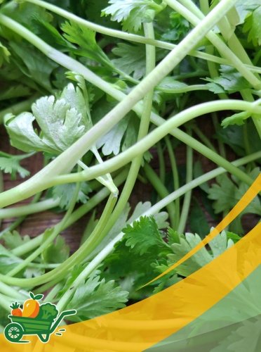 Cilantro Microgreens - 6 OZ