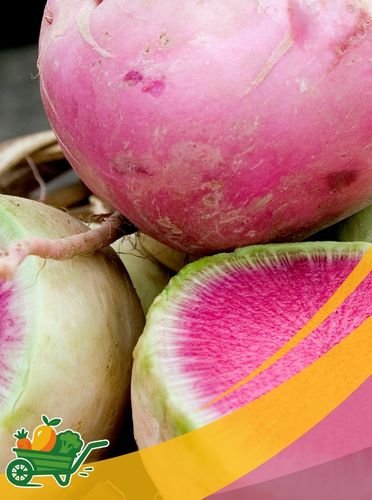 rabano sandia2 Watermelon Radish-25LB