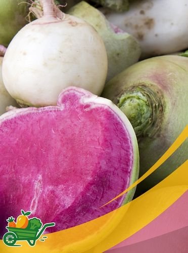 rabano sandia4 Watermelon Radish-25LB