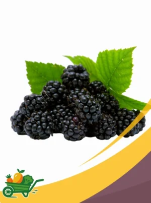 mora Blackberries - 12/60 z