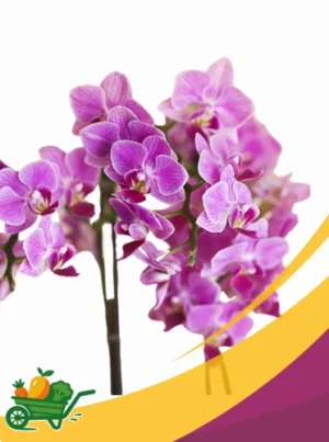 orchids webp Orchids - 100 CT