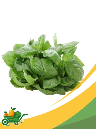 basil Basil - 1 LB