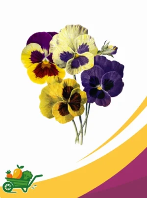 pansies Edible Pansies - 50 CT