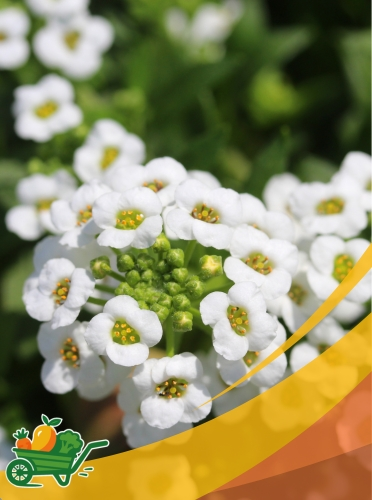 sweet alyssum - 50 CT
